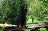 SETTER GORDON 043